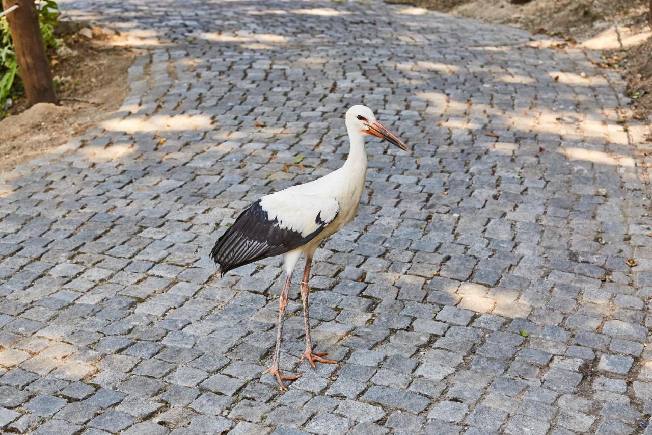 Quinta Do Lordelo Turismo Rural 페나피엘 외부 사진